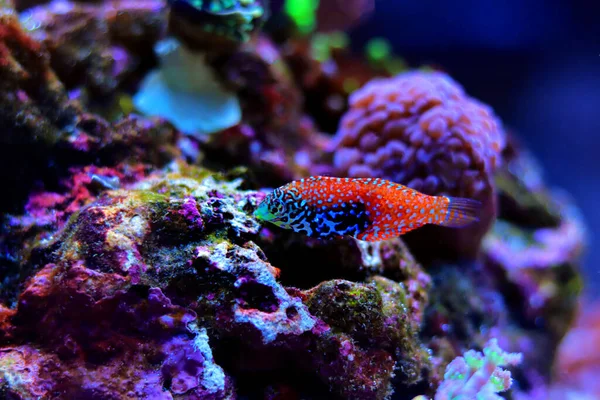 Blue Star Leopard Wrasse Macropharyngodon Bipartitus — 스톡 사진