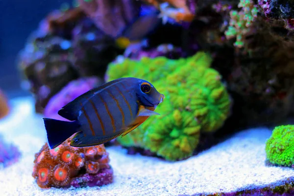 Mimic Eibli Tang Acanthurus Tristis — Stock Photo, Image