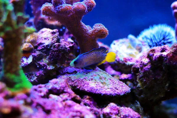 Splendid Dottyback Manonichthys Splendens — Stock Photo, Image