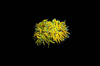 İzole edilmiş 24k Altın Meşale LPS Mercan Euphyllia Glabrescens