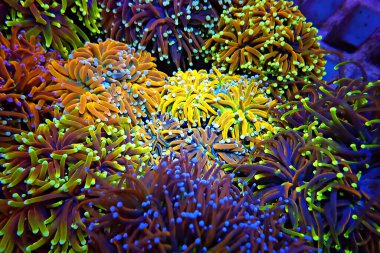 İzole edilmiş 24k Altın Meşale LPS Mercan Euphyllia Glabrescens