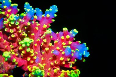 Acropora tenuis colorful sps coral is famous in stock exchange worldwide clipart