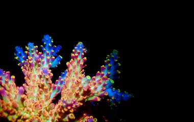 Acropora tenuis renkli mercanlar dünya çapında borsada meşhurdur.