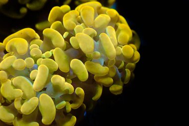 Euphyllia cristata - Üzüm şeklinde büyük taşlı mercan