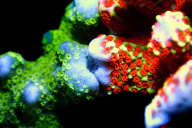 Montipora SPS mercan, ultra makro çekim poliplerini aç