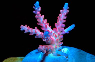 Acropora tenuis colorful sps coral is famous in stock exchange worldwide clipart