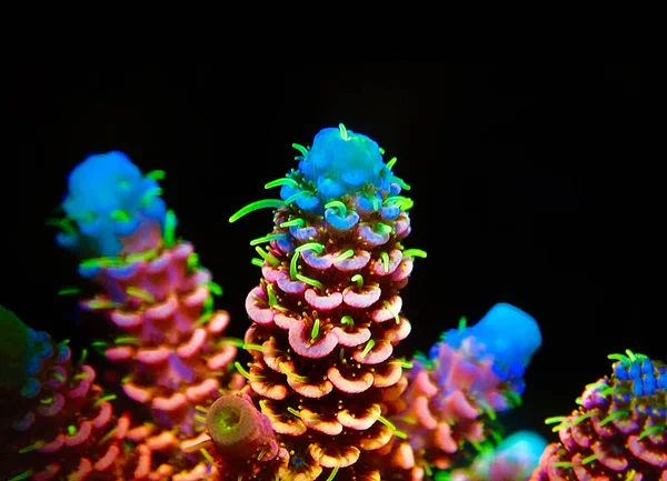 Acropora Millepora Renkli Siyah Arkaplan Mercanları — Stok fotoğraf