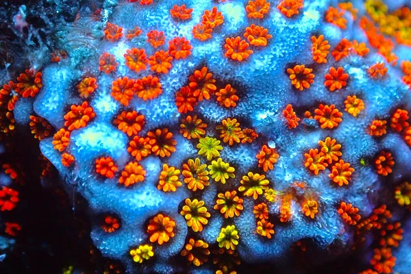 Polypes Ouverts Sur Corail Montipora Sps Pousse Ultra Macro — Photo