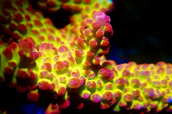Acropora Tenuis Colorato Sps Corallo Famoso Borsa Tutto Mondo — Foto Stock