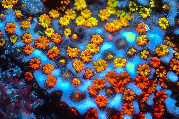 Open Polyps Montipora Sps Coral Ultra Macro Shoot — Stock Photo, Image