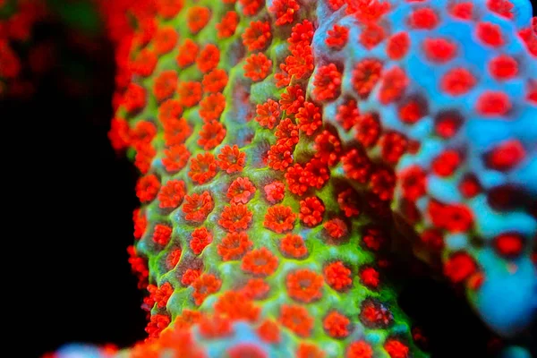 Polypes Ouverts Sur Corail Montipora Sps Pousse Ultra Macro — Photo