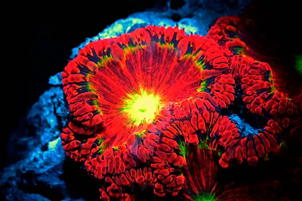 Blastomussa Wellsi Grand Polype Blastomussa Lps Corail — Photo