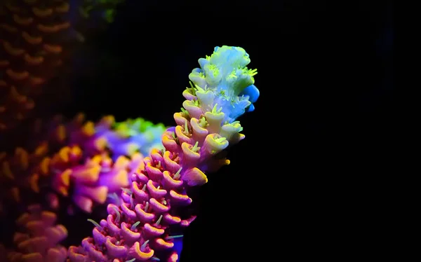 Acropora Millepora Renkli Siyah Arkaplan Mercanları — Stok fotoğraf