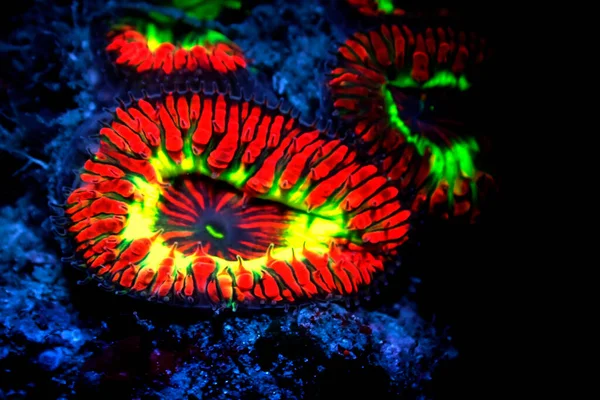 Blastomussa Wellsi Gran Polvo Blastomussa Lps Coral — Foto de Stock