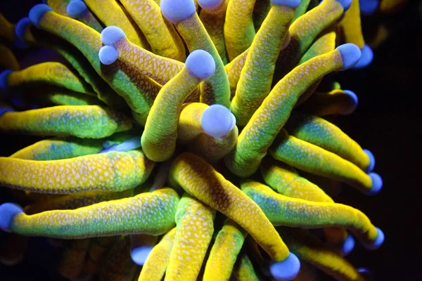 İzole edilmiş 24k Altın Meşale LPS Mercan Euphyllia Glabrescens