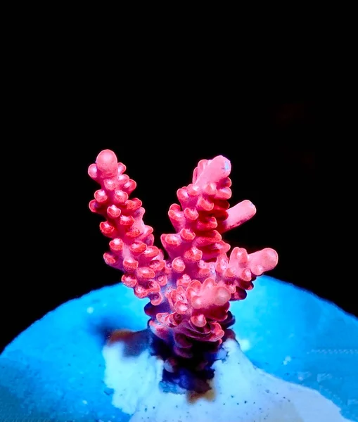 Acropora Tenuis Kleurrijke Sps Koraal Beroemd Beurs Wereldwijd — Stockfoto