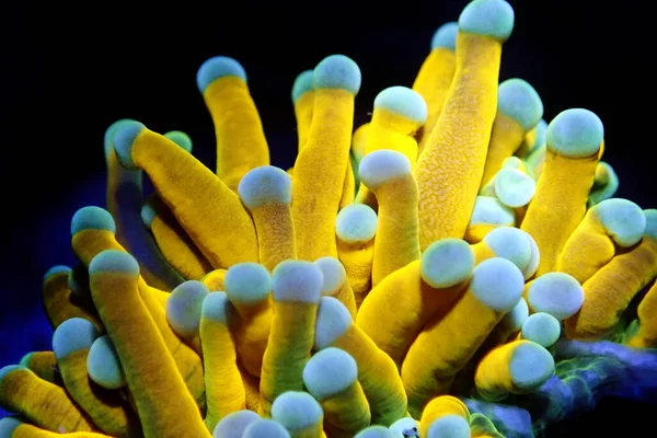 Antorcha Oro Aislada Rara 24K Lps Coral Euphyllia Glabrescens — Foto de Stock