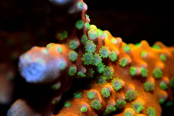 Acropora Tenusse Барвисті Шпилі Коралів Відомий Фондовій Біржі Всьому Світу — стокове фото