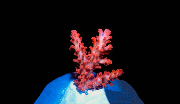 Acropora Tenuis Colorido Sps Coral Famoso Bolsa Valores Todo Mundo — Foto de Stock