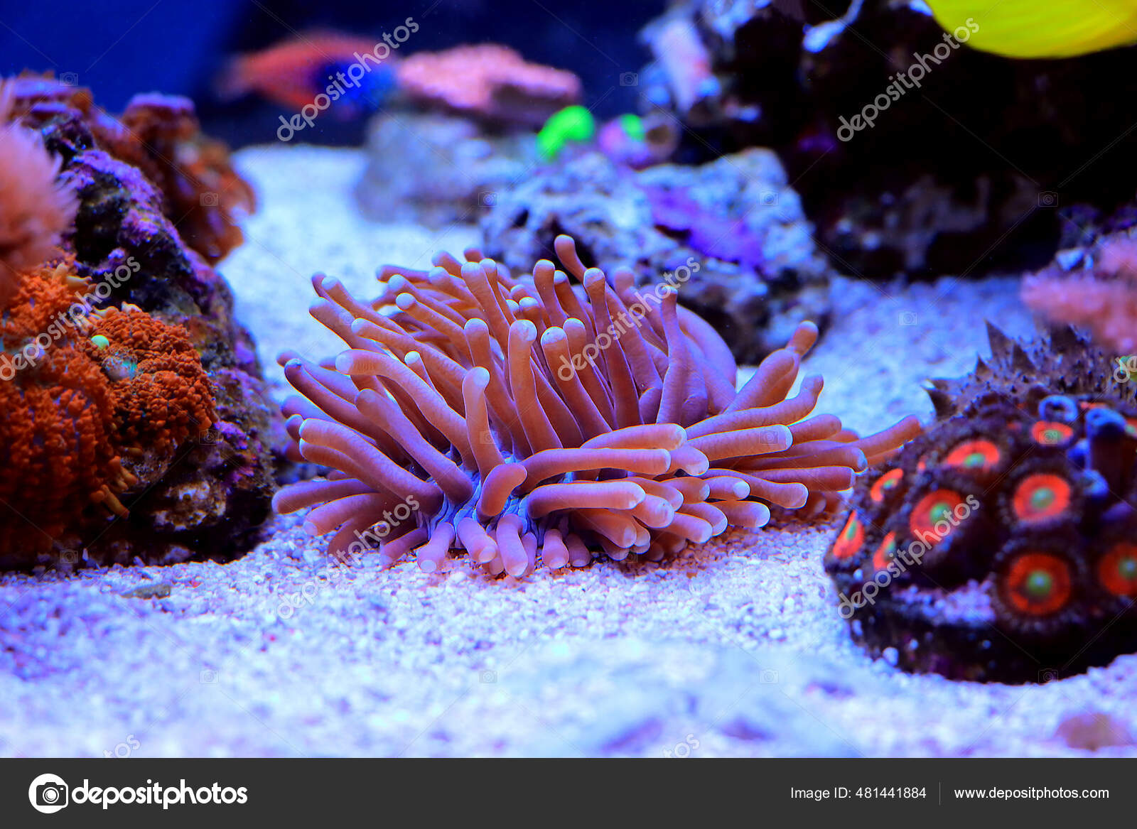 Heliofungia Actiniformis Long Tentacle Plate Lps Coral — Stock