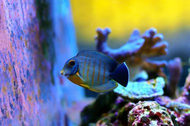 Eibli Tang 'ı taklit et - (Acanthurus tristis)