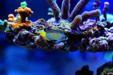 Muhteşem Dottyback - (Manonichthys ihtişam) 