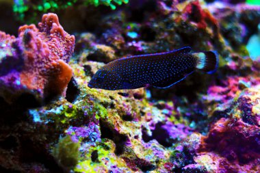 Mavi benekli grasse - Anampses Caeruleopunctatus