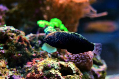 Siyah leopar burnu - Makrofarengodon Negrosensis