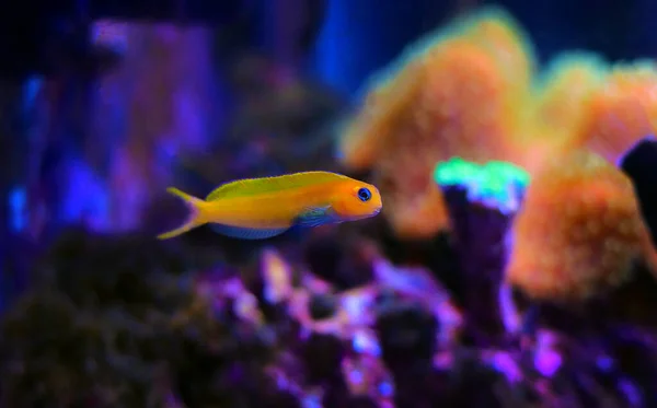 Peces Amarillos Midas Blenny Tanque Acuario Arrecife Coral —  Fotos de Stock