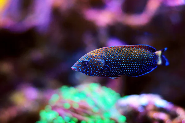 Blauer Lippfisch Anampses Caeruleopunctatus — Stockfoto