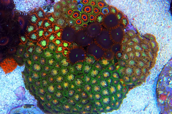 Les Colonies Polypes Zoanthid Sont Une Décoration Vivante Colorée Étonnante — Photo