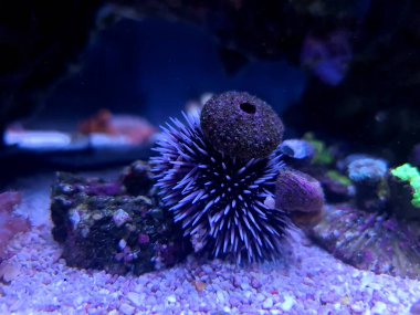 Akdeniz mor deniz kestanesi - Sphaerechinus granüleris