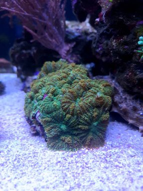 Sarı Pençe Rhodactis Mantar Yumuşak Mercan 