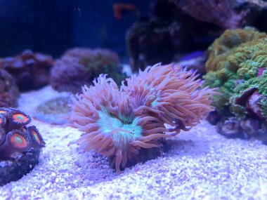 Resif akvaryumundaki LPS Zarif Mercan - (Catalaphyllia Jardinei)