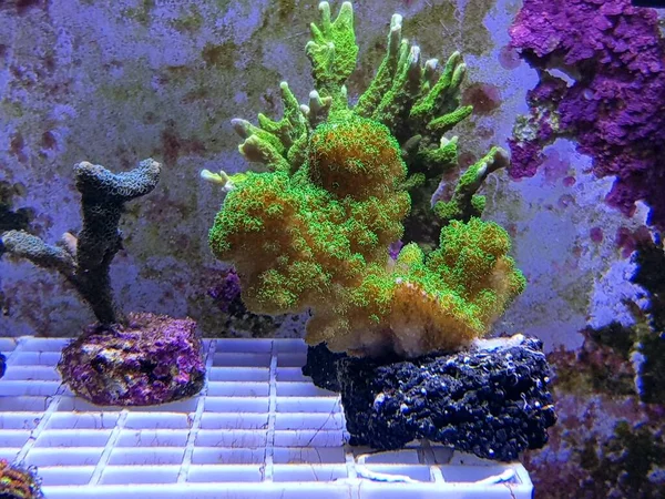 Stylophora Sps Coral Aquário Recifes Pocilloporidae — Fotografia de Stock