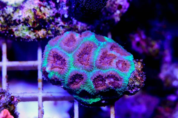 Favoriler Merulinidae familyasından bir polip taşlı mercan cinsidir.