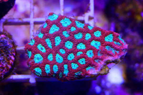 Favites Rodzaj Koralowców Rodziny Merulinidae — Zdjęcie stockowe
