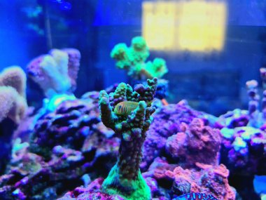 Yeşil Palyaço Mercan Goby - Gobiodon histrio