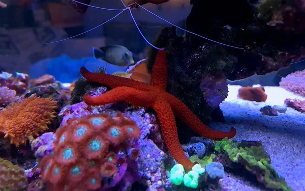 Red Starfish Aquarium Tank Echinaster Sepositus — Stock Photo, Image