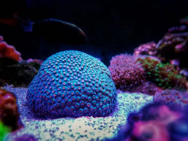 Meteor Shower Cyphastrea Stony Coral Cyphastrea — Stock Photo, Image