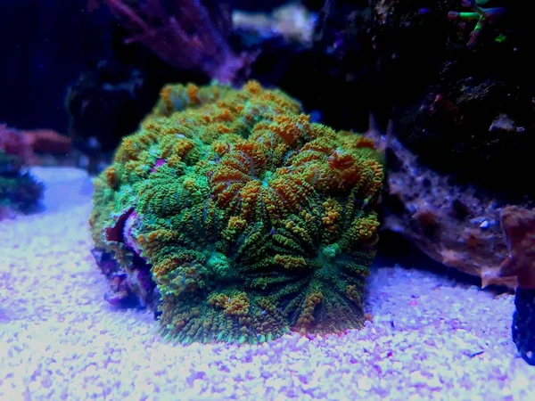 Κίτρινη Αρπάγη Rhodactis Μανιτάρι Μαλακό Κοράλλι — Φωτογραφία Αρχείου