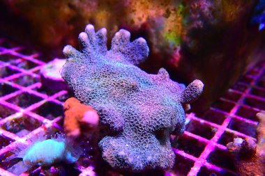 Montipora poliplerine ultra makro çekim mercan parçalarını mahveder