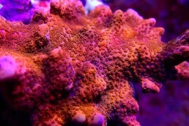 Montipora poliplerine ultra makro çekim mercan parçalarını mahveder