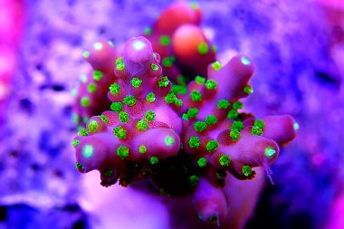 Acropora tenuis renkli mercanlar dünya çapında borsada meşhurdur.