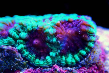 Favoriler Merulinidae familyasından bir polip taşlı mercan cinsidir.