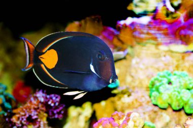 Achilles Tang - (Acanthurus aşilles)