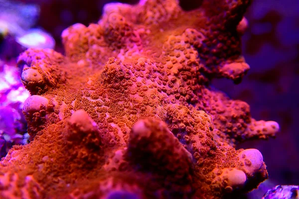 Ultra Macro Shot Montipora Polyps Sps Coral Frag — Stock Photo, Image