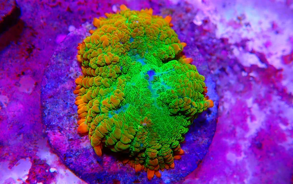 Słońce Kamień Rzadki Rhodactis Miękki Grzyb Koralowy — Zdjęcie stockowe