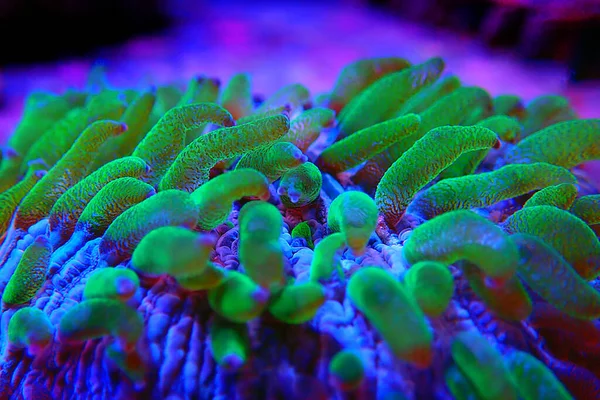 Fungia Lps Коралловые Макрофотографии Аквариуме Рифа — стоковое фото