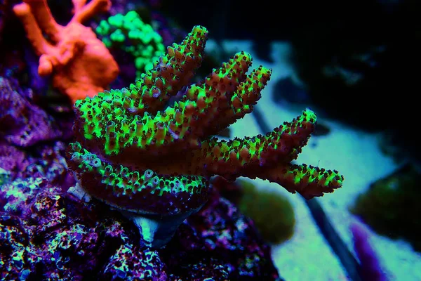 Acropora Tenuis Πολύχρωμα Κοράλλια Sps Είναι Διάσημη Στο Χρηματιστήριο Όλο — Φωτογραφία Αρχείου